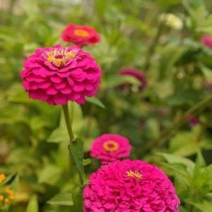 Meet your Posher, Renée